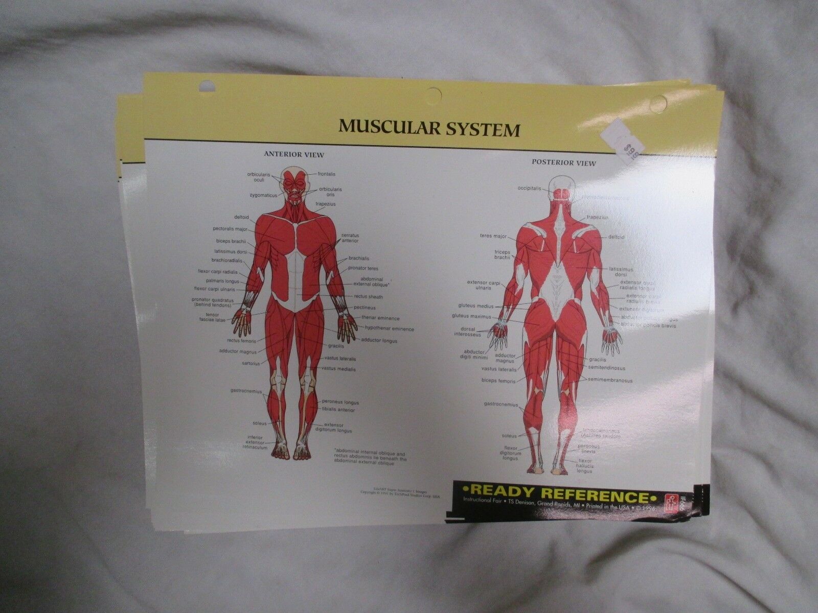 INSTRUCTIONAL FAIR READY REFERENCE CARDS: SKELETAL MUSCULAR, AND MORE SYSTEMS